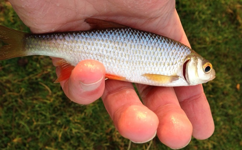 A predatory trout's dream