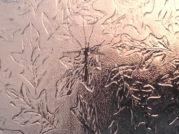 Crane fly viewed at 2 meters
