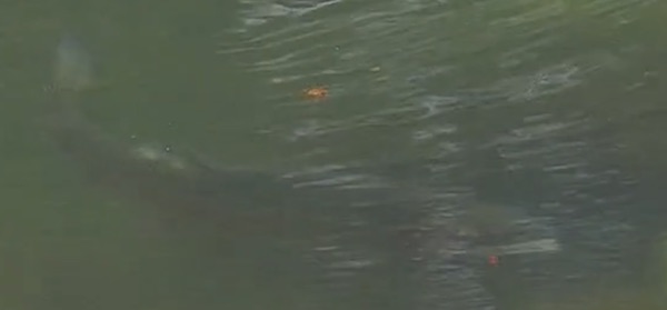 nymphing trout