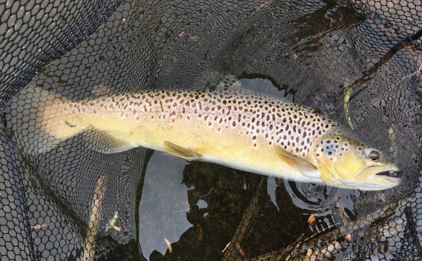 large brown trout on dry mayfly