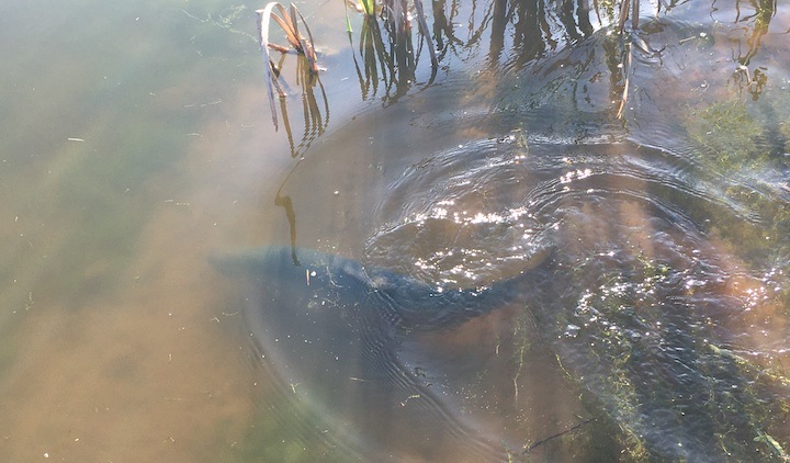 Spooked Fish