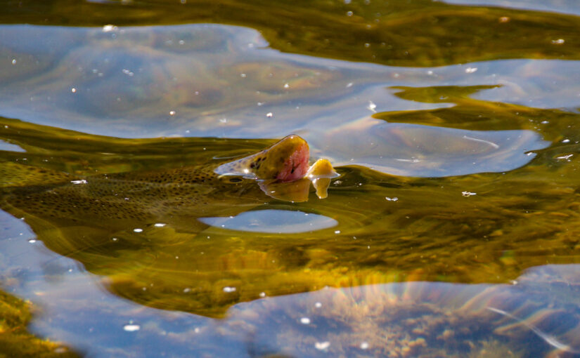 Why Summer is Like Yo Sushi for Trout!
